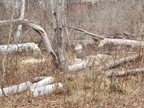 Signs of Beavers at Jamestown Riverwalk