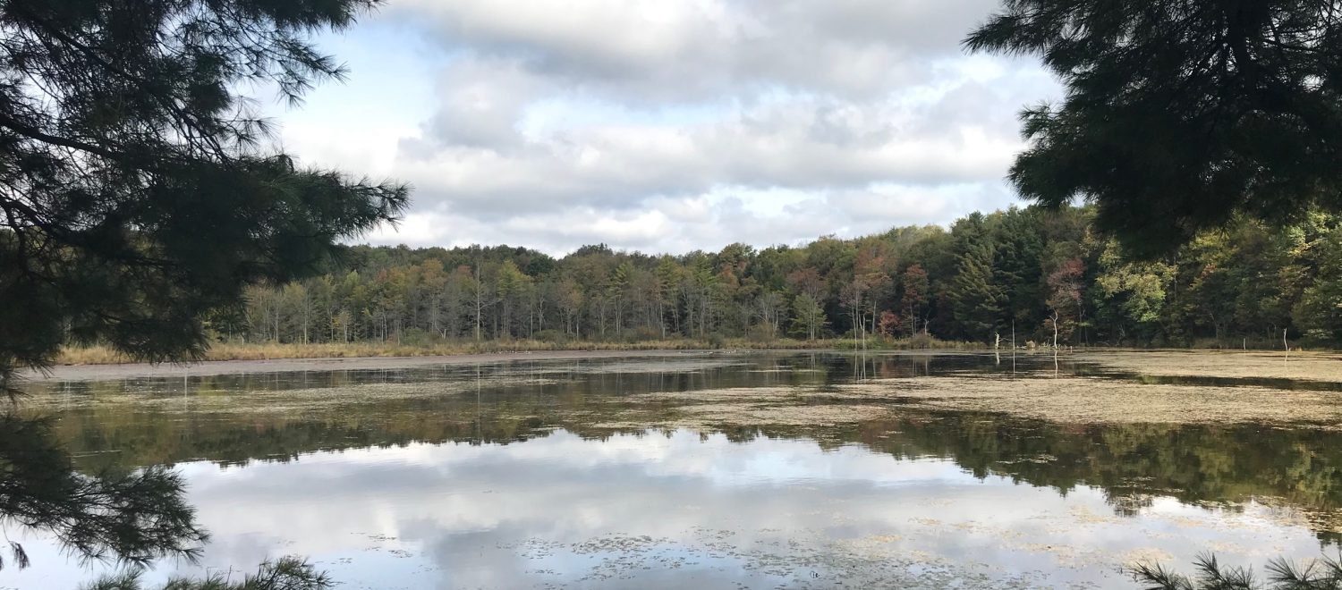 View of a Pond by the Sheldon Trail
