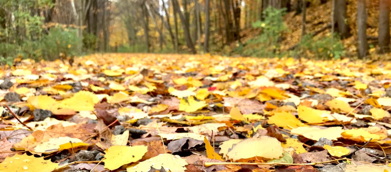Yellow leafs on the trail during the fall
